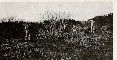 Clearing the first Tex-Mex land (Juntos 1963)